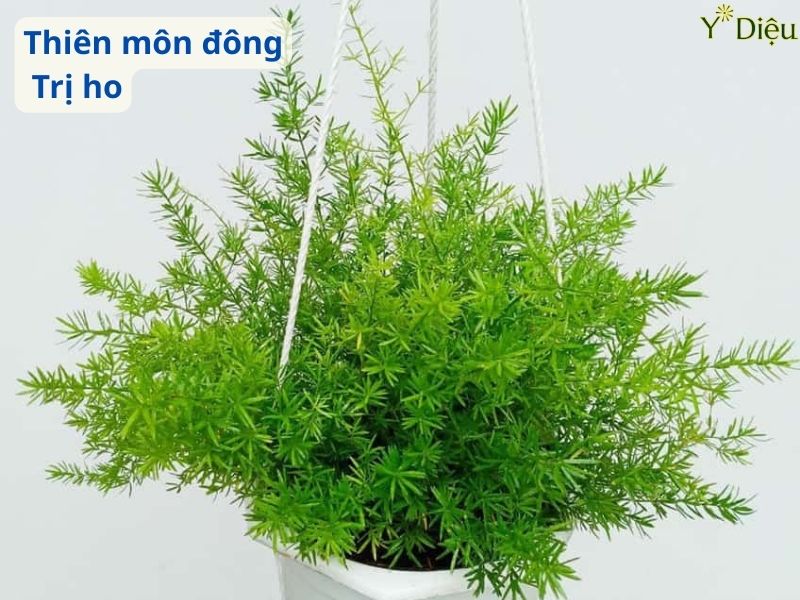 Cách Trị Ho Bằng Thiên Môn Đông Tự Nhiên Hiệu Quả An Toàn